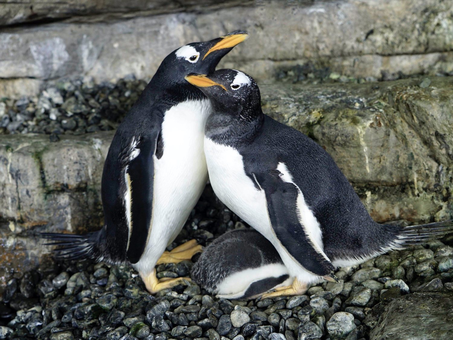 Dos pingüinos lesbianas consiguen ser mamás en un zoológico de Valencia