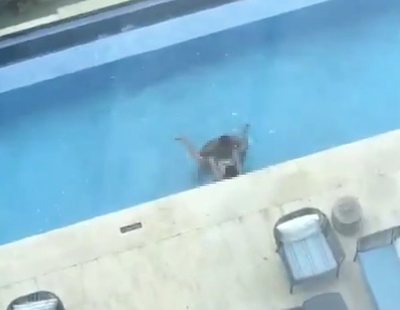 Graban a una pareja teniendo sexo en la piscina de un hotel a plena luz del día