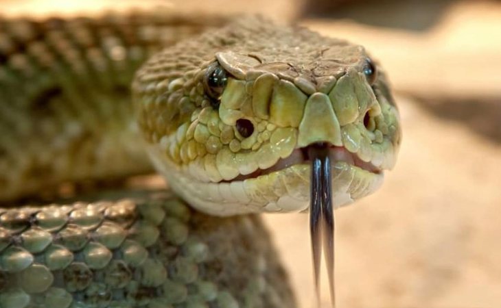 La mordedura de la serpiente Boomslang asegura una terrible muerte