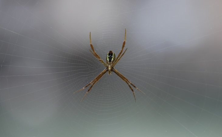 Araña reclusa parda