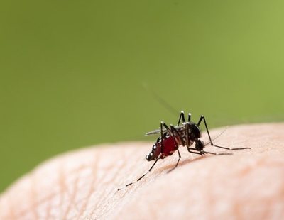 Los insectos que debes evitar siempre: transmiten enfermedades y pueden invadir casas