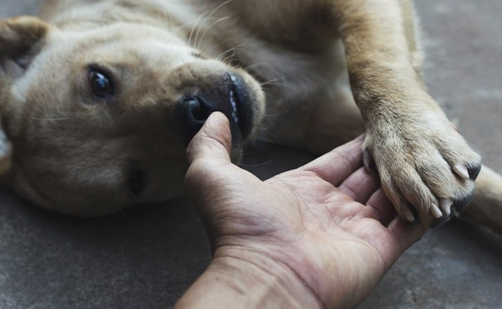 Nuestro perro interacciona con nosotros a través de sus patas