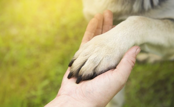 Saber interpretar los gestos de nuestro perro es fundamental para conocer también cómo se siente