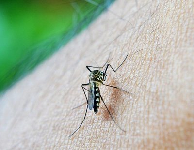 Brote de dengue en Italia: la enfermedad entra en Europa y muchos casos se confunden con Covid