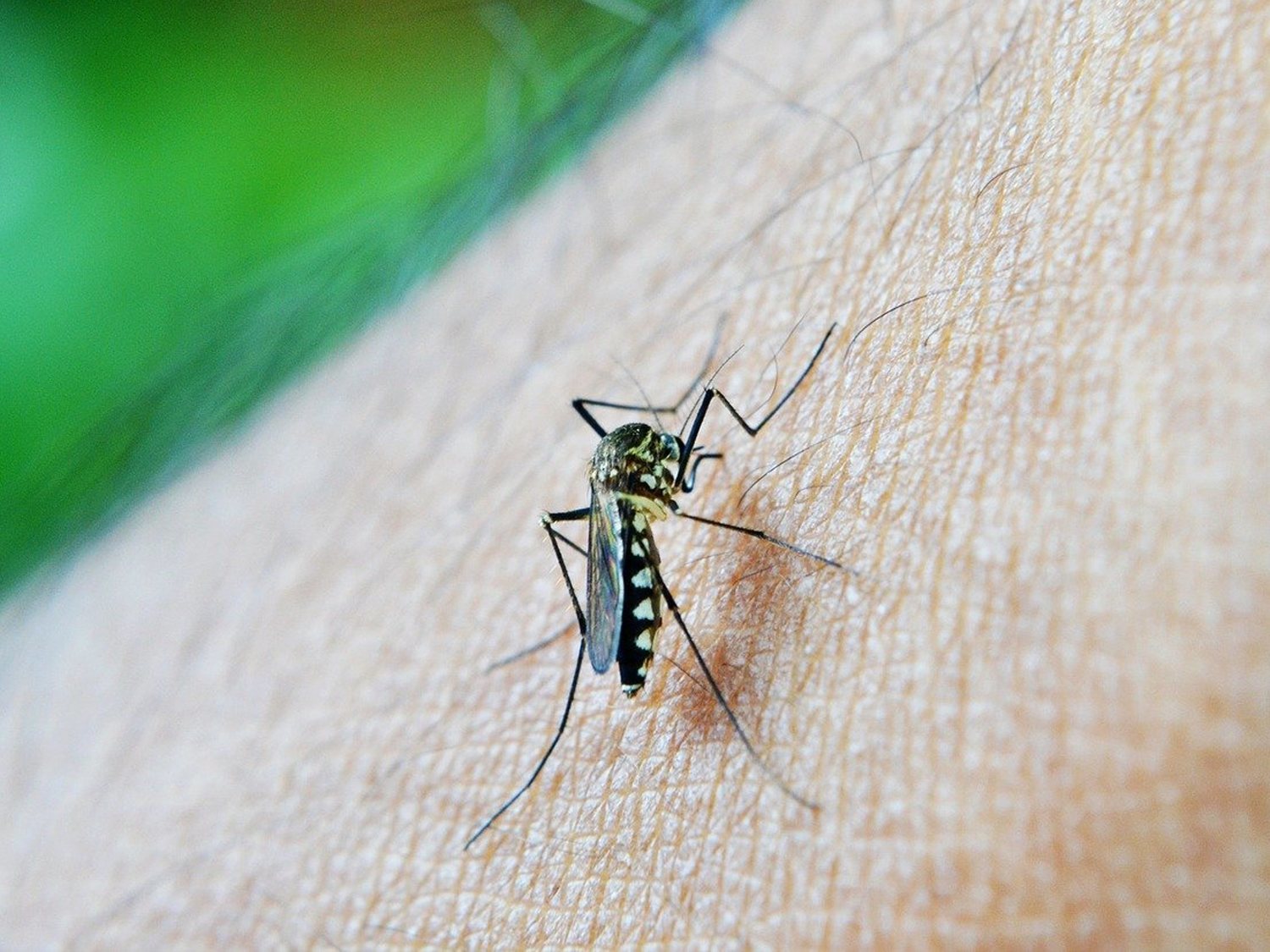 Brote de dengue en Italia: la enfermedad entra en Europa y muchos casos se confunden con Covid