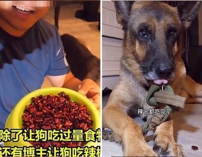 El cruel reto que se populariza en las redes: grabar perros obligados a comer extremadamente picante