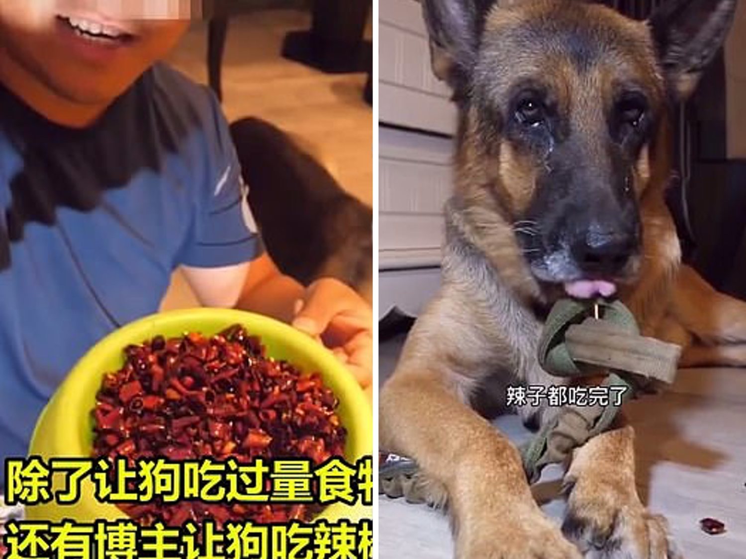 El cruel reto que se populariza en las redes: grabar perros obligados a comer extremadamente picante