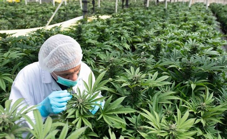 Granja de cannabis en Israel