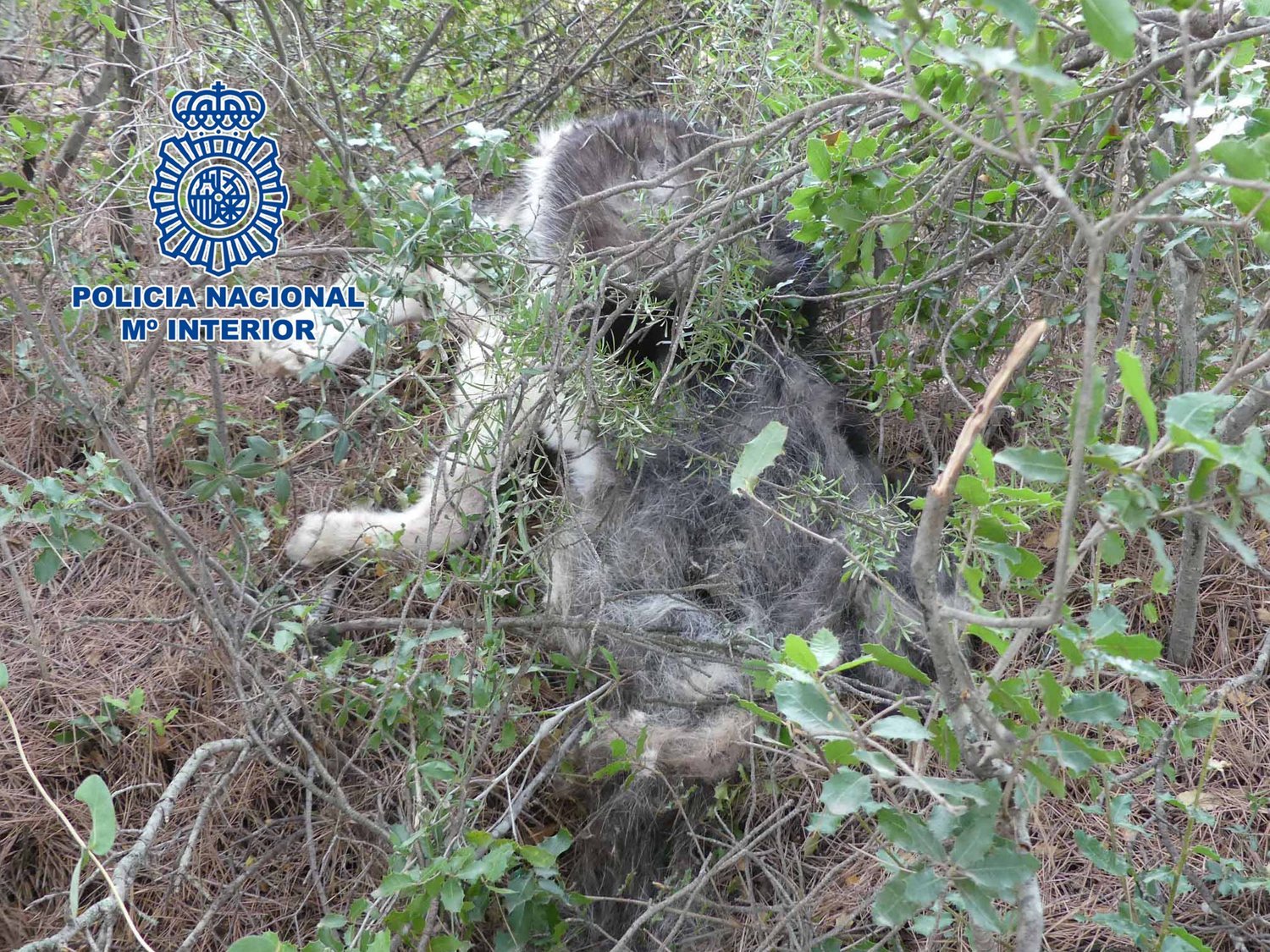 Tres detenidos en La Rioja por golpear y fracturar el cráneo de un perro de un año hasta la muerte