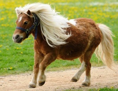 Detienen a un hombre tras ser sorprendido violando borracho a un poni en Murcia