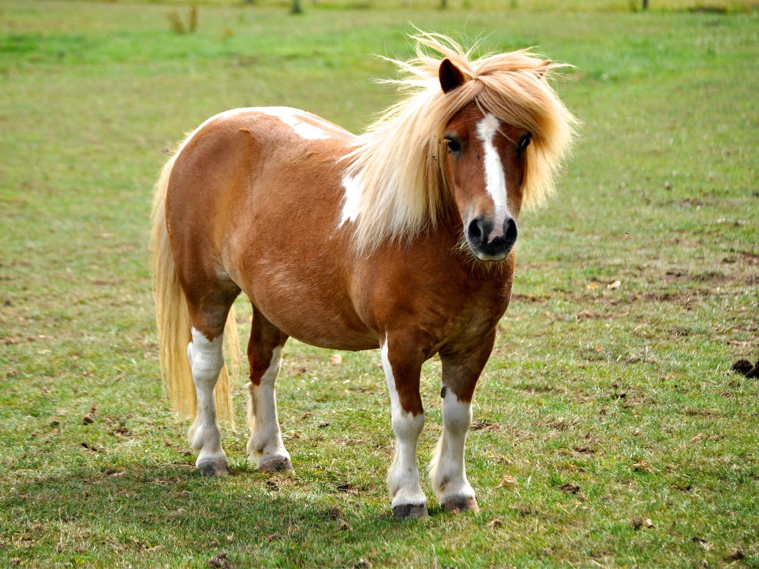 Detienen a un hombre tras ser sorprendido violando borracho a un poni en Murcia