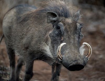 Un jabalí de 105 kg embiste, desarma y ataca a un cazador que disparaba animales en Salamanca