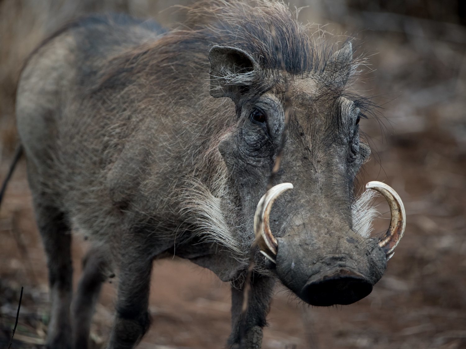 Un jabalí de 105 kg embiste, desarma y ataca a un cazador que disparaba animales en Salamanca