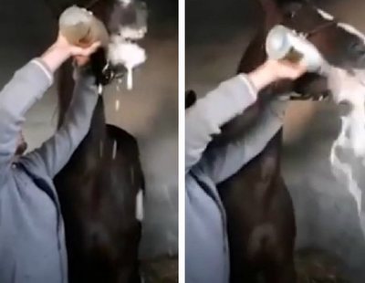 Maltrato animal: un jinete fuerza a su caballo a beber una botella de champagne