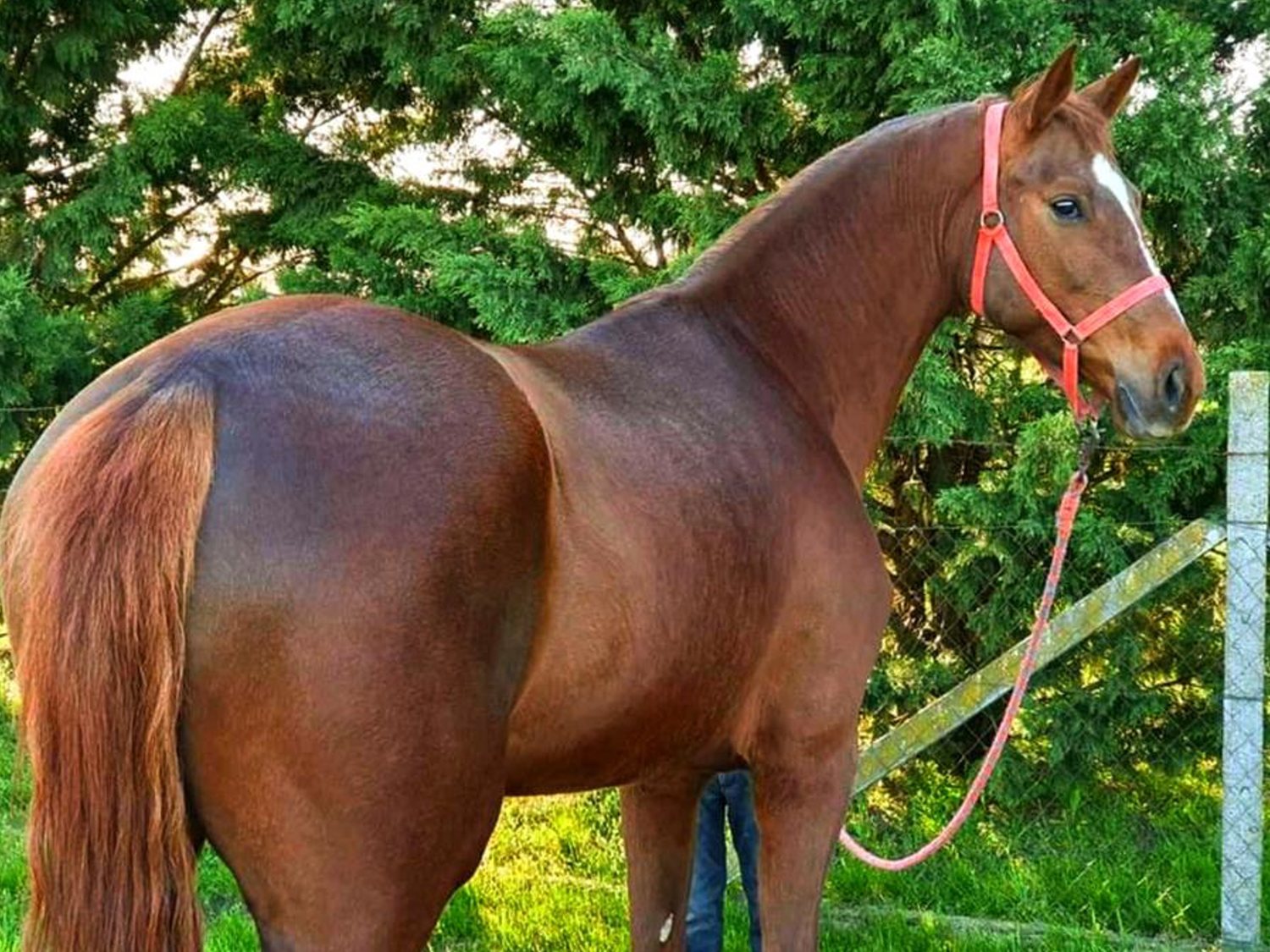 Maltrato animal: un jinete fuerza a su caballo a beber una botella de champagne