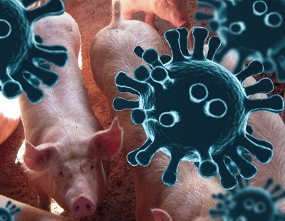 Alertan de una cepa de coronavirus en cerdos que puede contagiar a humanos