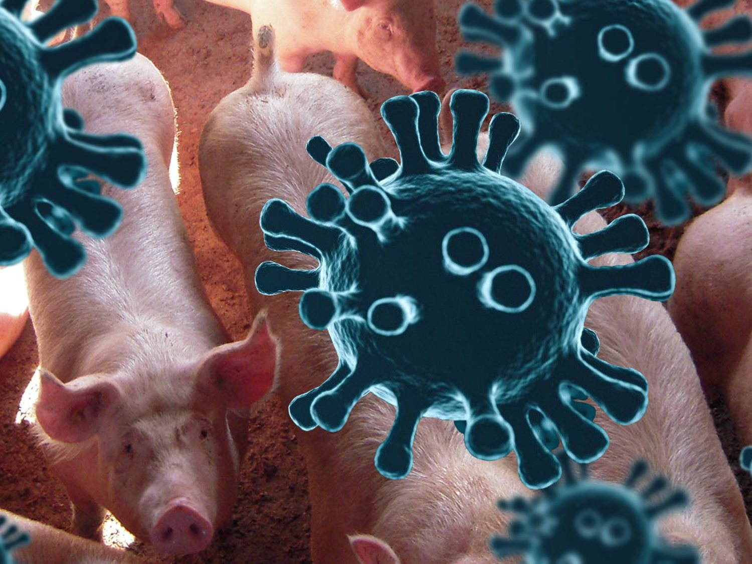 Alertan de una cepa de coronavirus en cerdos que puede contagiar a humanos