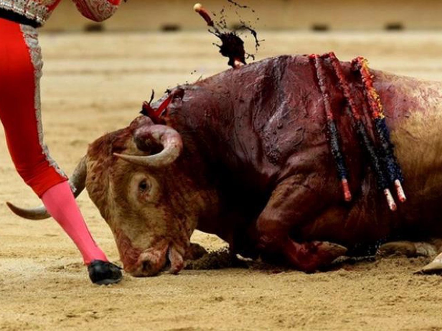 El Parlamento Europeo rechaza los toros: veta las subvenciones públicas que otorga España