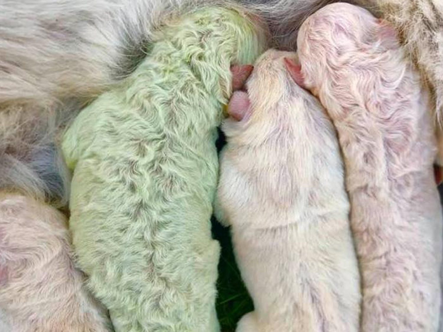 2020 no para: nace un perro con el pelo verde en Italia