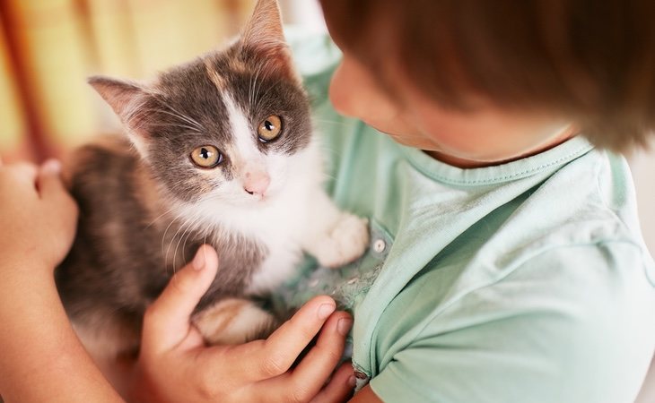 El desarrollo de los felinos no es igual que el de los seres humanos