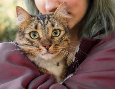 ¿Cuál es la edad real de mi gato en años humanos? Esta es la fórmula definitiva