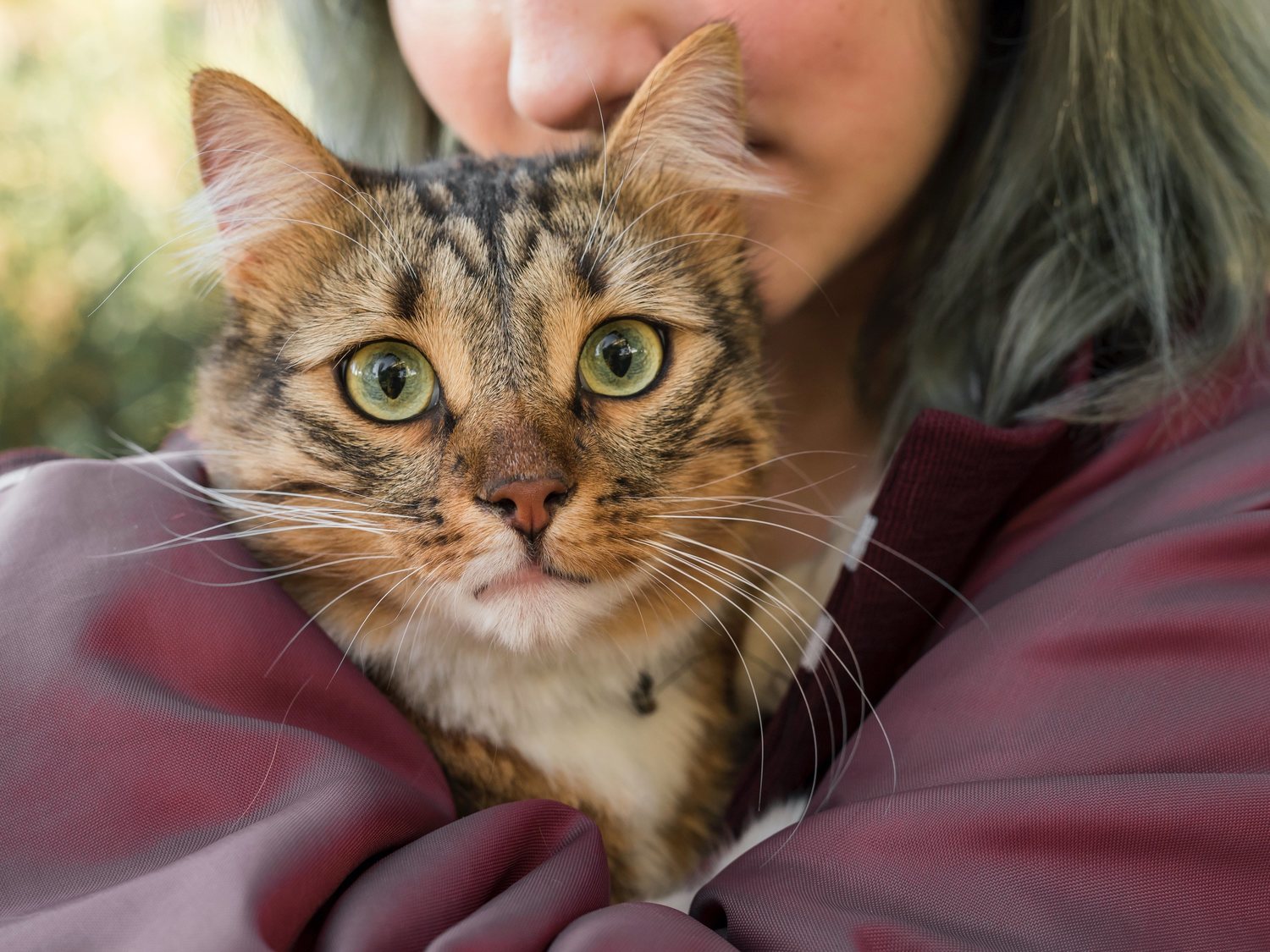 ¿Cuál es la edad real de mi gato en años humanos? Esta es la fórmula definitiva