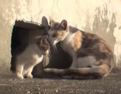 Amor incondicional de una gata a su cría discapacitada: el vídeo viral más enternecedor