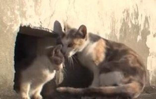 Amor incondicional de una gata a su cría discapacitada: el vídeo viral más enternecedor