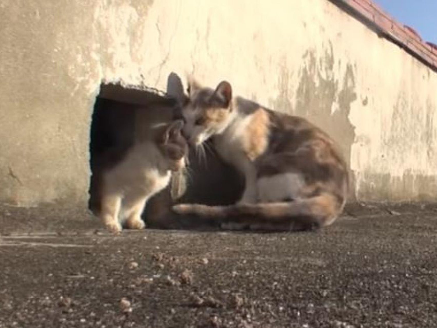 Amor incondicional de una gata a su cría discapacitada: el vídeo viral más enternecedor