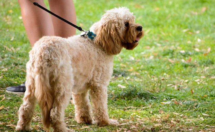 La desinfección de las mascotas debe seguir una serie de pasos