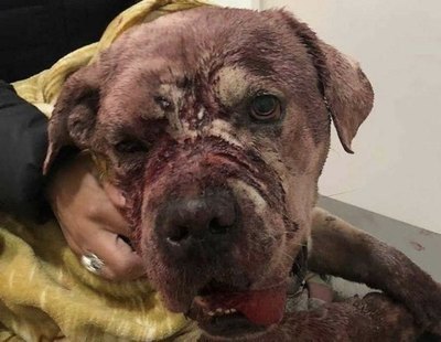 Denunciado tras golpear, castrar, mutilar, apuñalar y hundir el cráneo de un perro