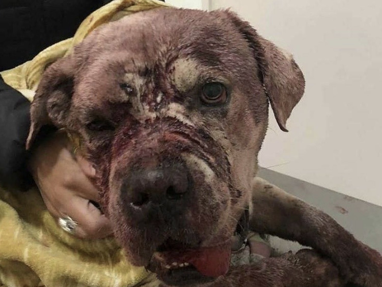 Denunciado tras golpear, castrar, mutilar, apuñalar y hundir el cráneo de un perro