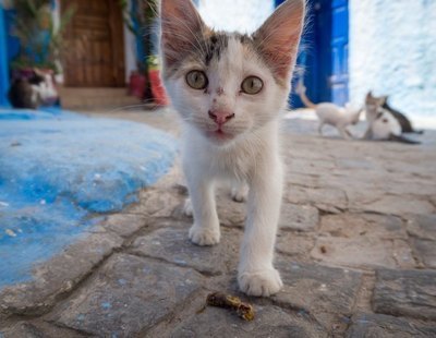 La Policía busca a los responsables de mutilar y quemar vivos a gatos callejeros en Murcia