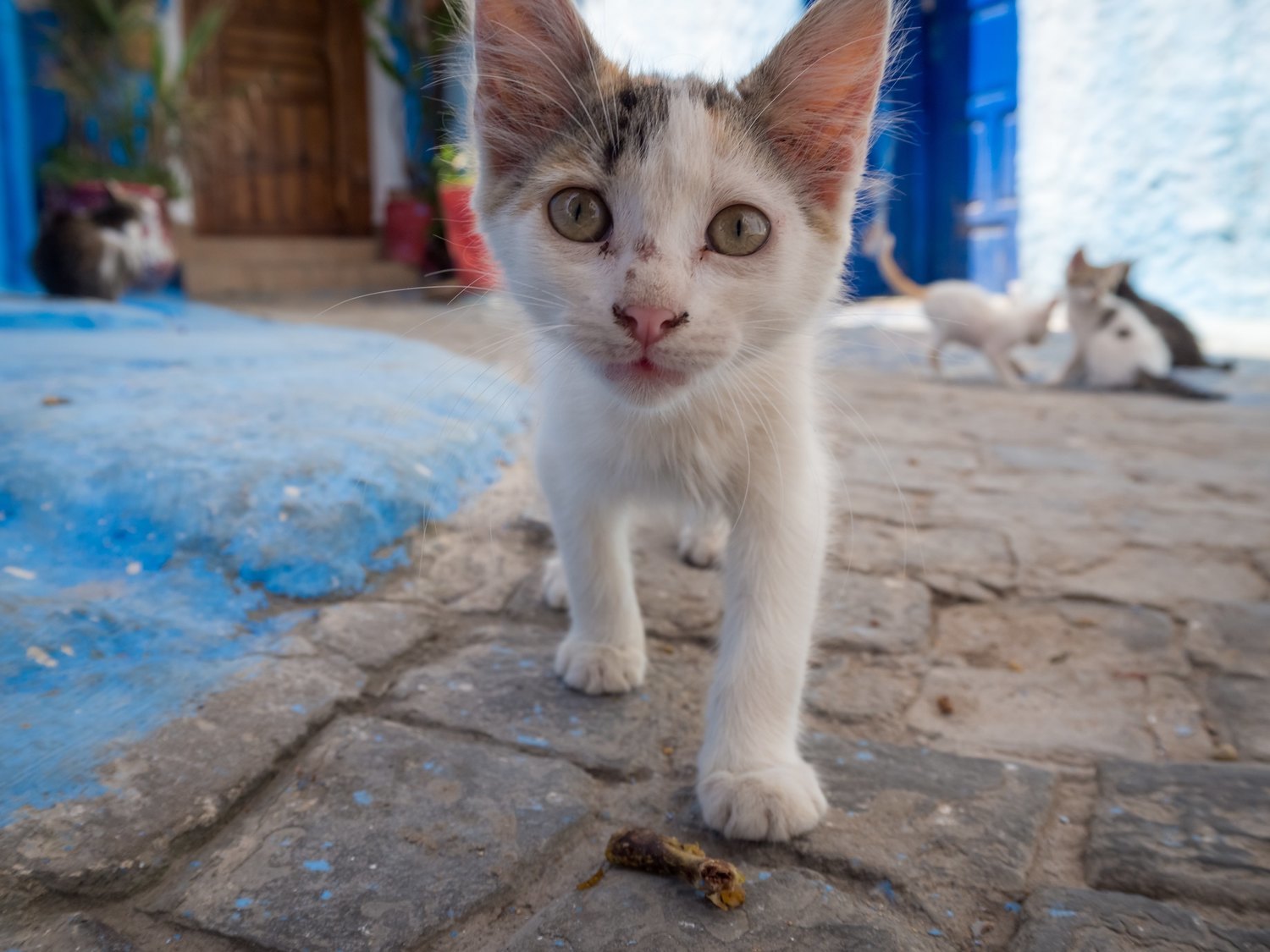 La Policía busca a los responsables de mutilar y quemar vivos a gatos callejeros en Murcia