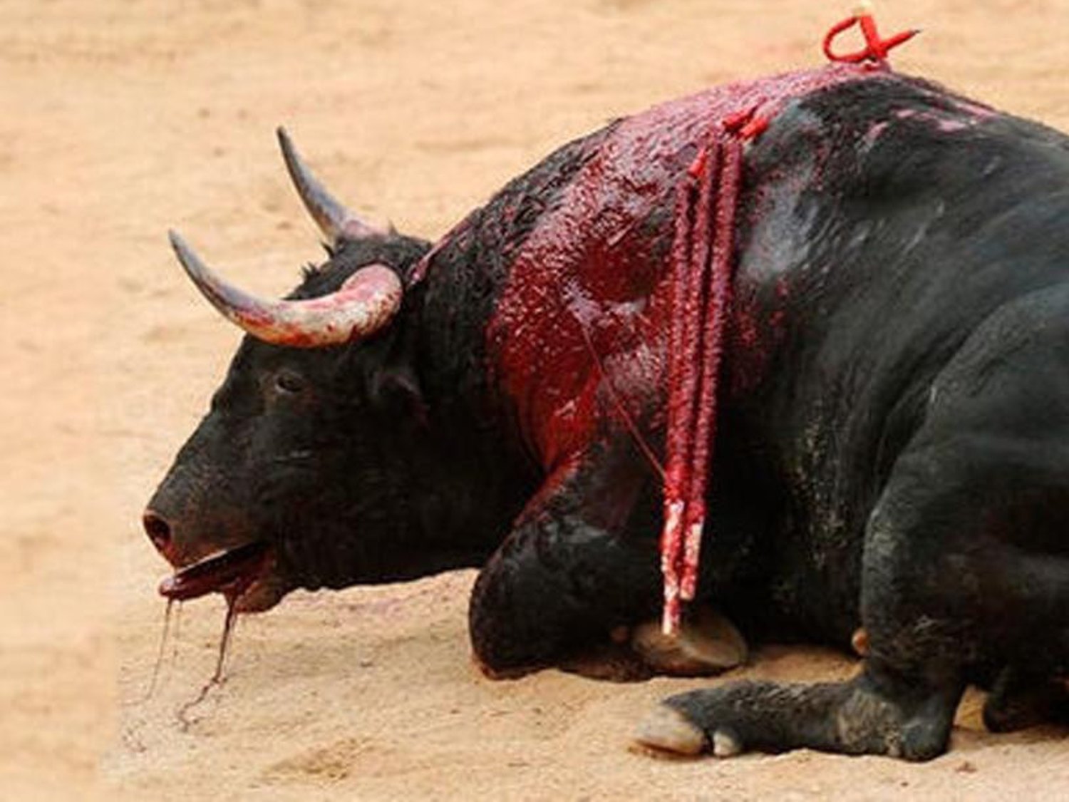 La Unesco excluye los toros del Patrimonio Cultural Inmaterial de la Humanidad