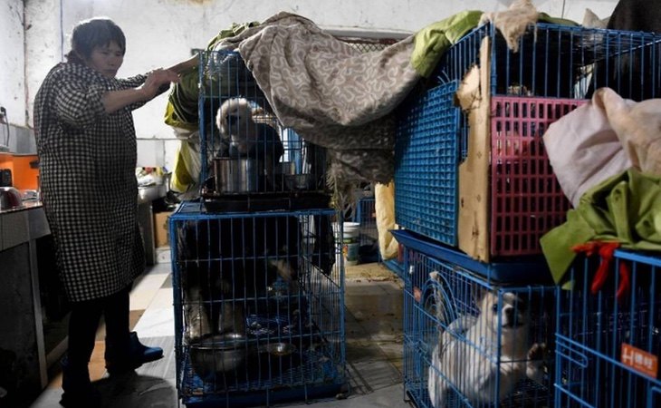 Wen Junhong, vive con más de 1.300 perros en su vivienda