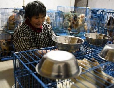 Weng Junhong, la jubilada china que vive con más de 1.300 perros callejeros en su casa