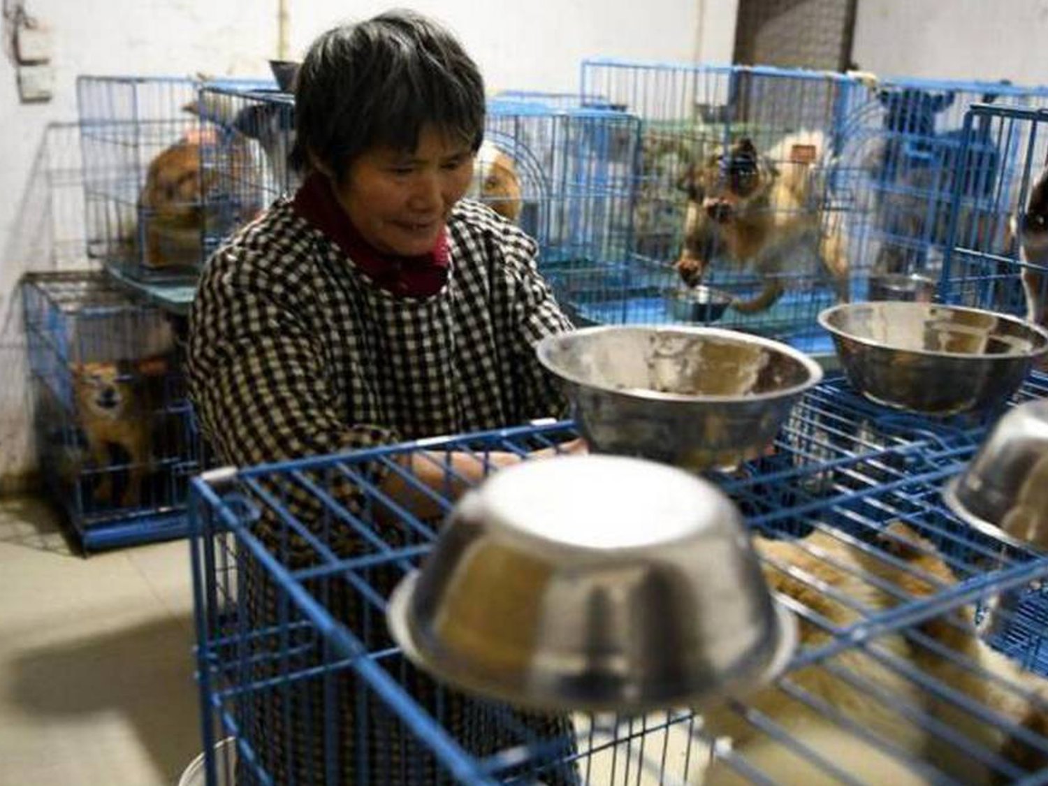 Weng Junhong, la jubilada china que vive con más de 1.300 perros callejeros en su casa