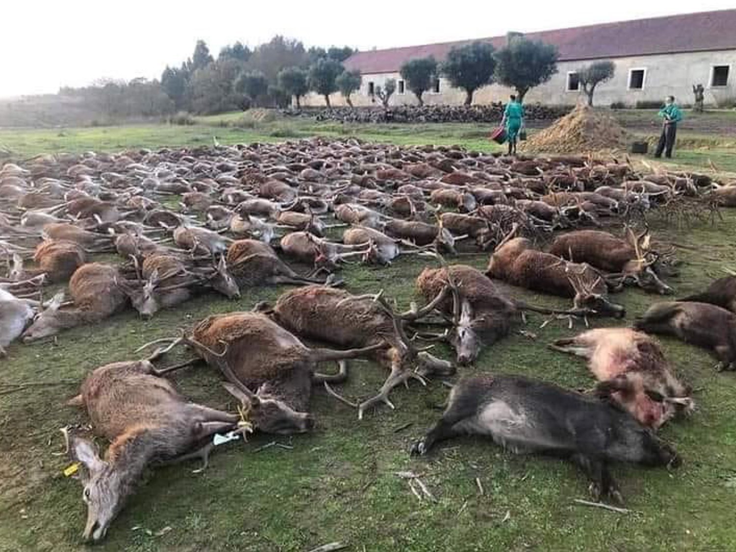 Indignación en Portugal por una montería en la que cazadores españoles abatieron a 540 animales