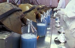 El cangrejo herradura, en peligro de extinción por el uso de su sangre azul para la vacuna contra la Covid