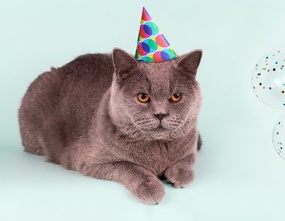 Organiza una fiesta para celebrar el cumpleaños de su gato y termina con un brote de 15 contagios