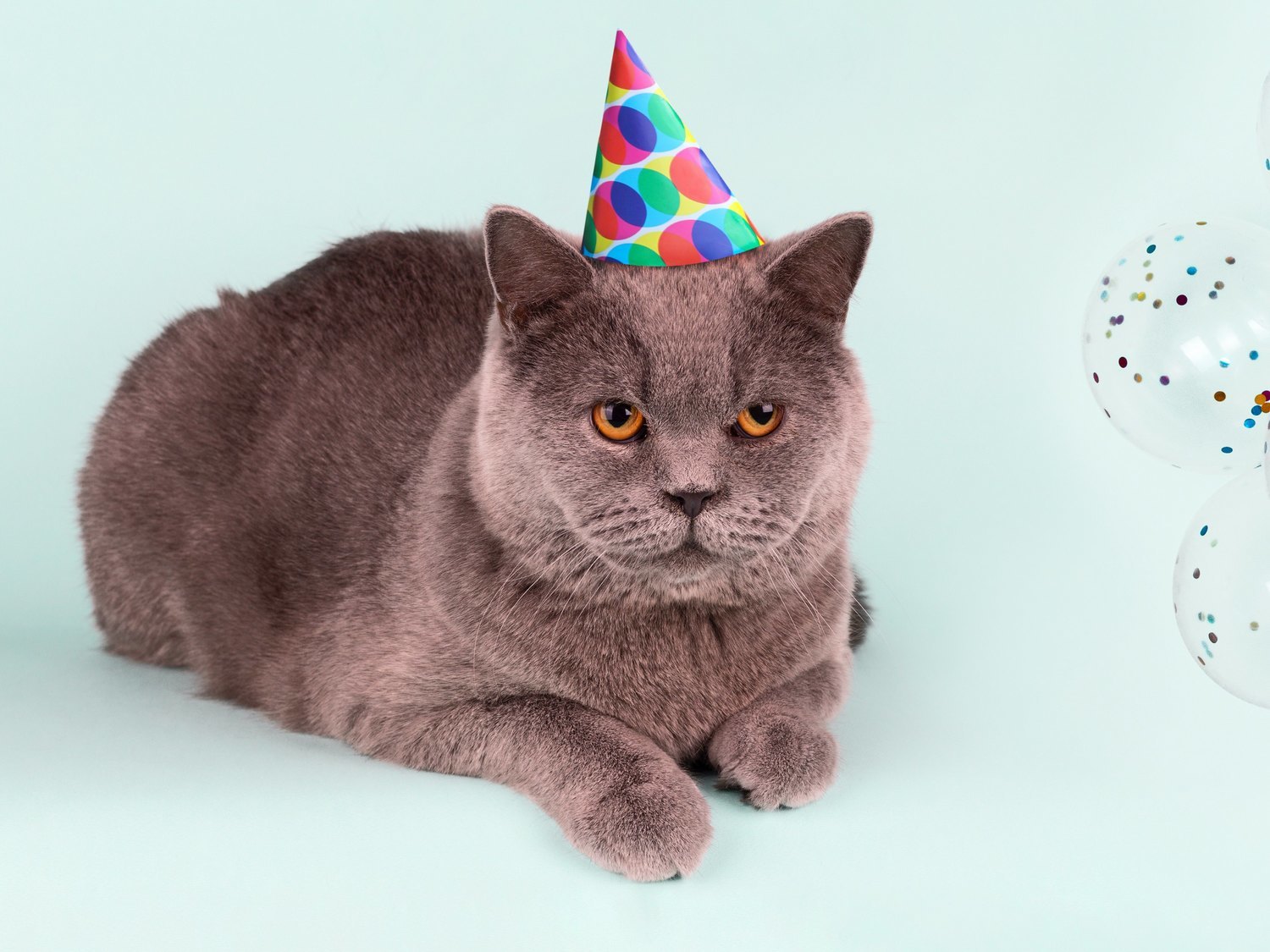 Organiza una fiesta para celebrar el cumpleaños de su gato y termina con un brote de 15 contagios