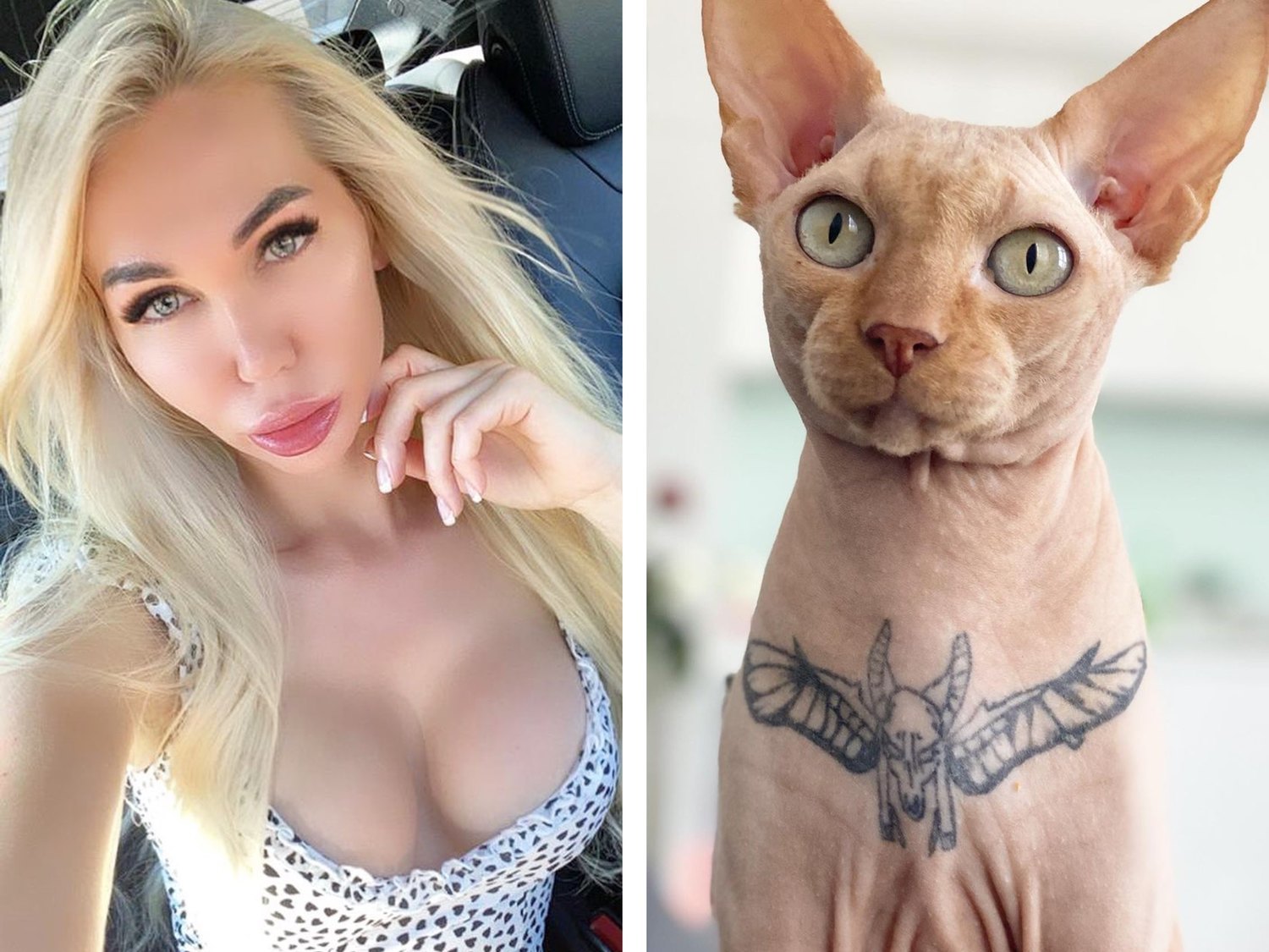 Acusan a una influencer de maltrato animal por tatuar a su gato: "En su piel vive una tortura"