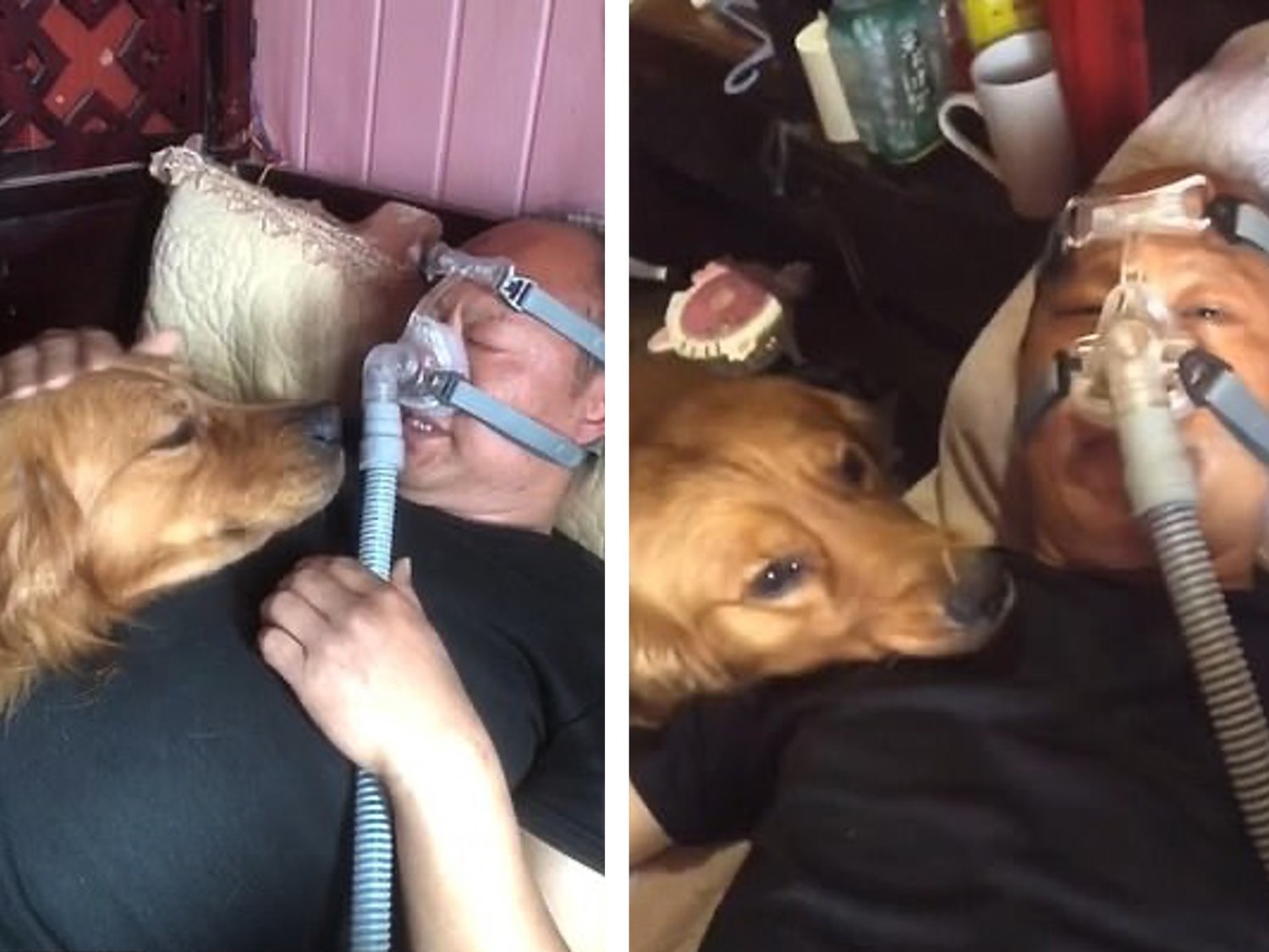 El emotivo vídeo de perro que se niega a abandonar a su dueño, que necesita un respirador