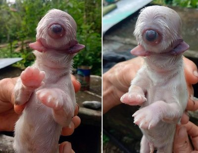 Nace un perro con un solo ojo, sin nariz y con dos lenguas