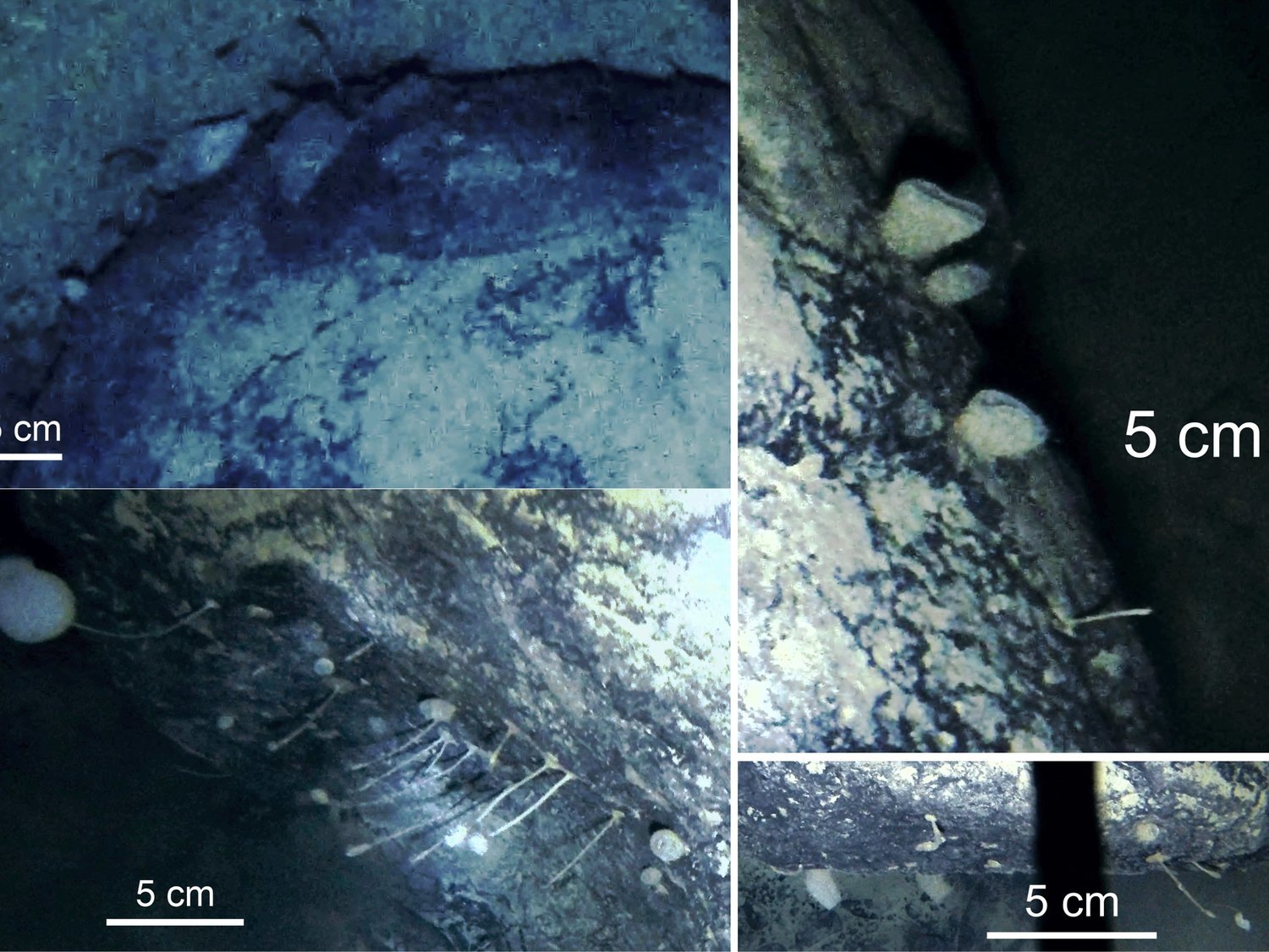 Encuentran unos misteriosos animales viviendo bajo el hielo de la Antártida