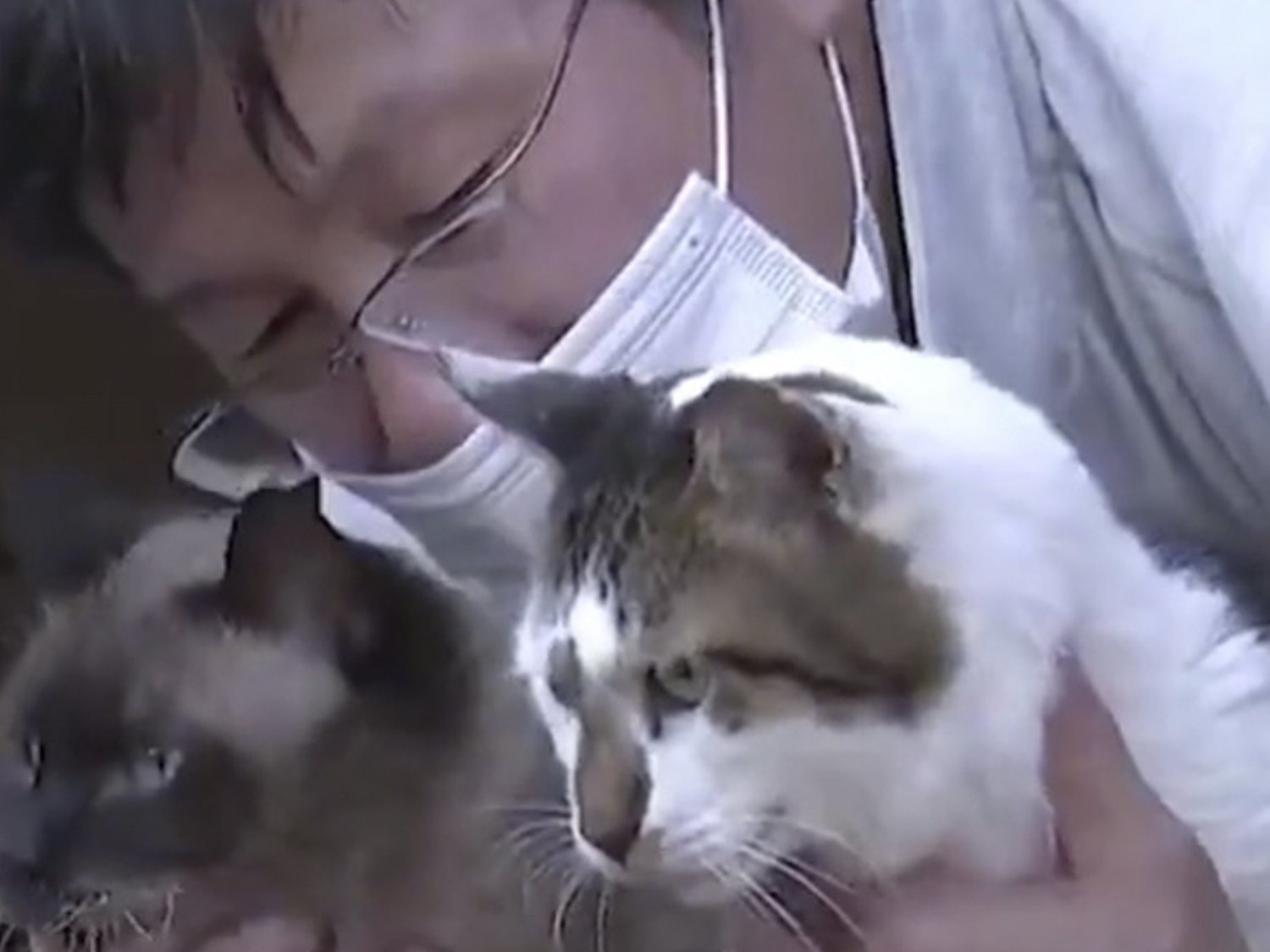 Este hombre lo dejó todo para cuidar de 41 gatos abandonados tras el desastre de Fukushima