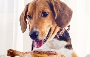Lista de alimentos para humanos que jamás debes darle de comer a tu perro
