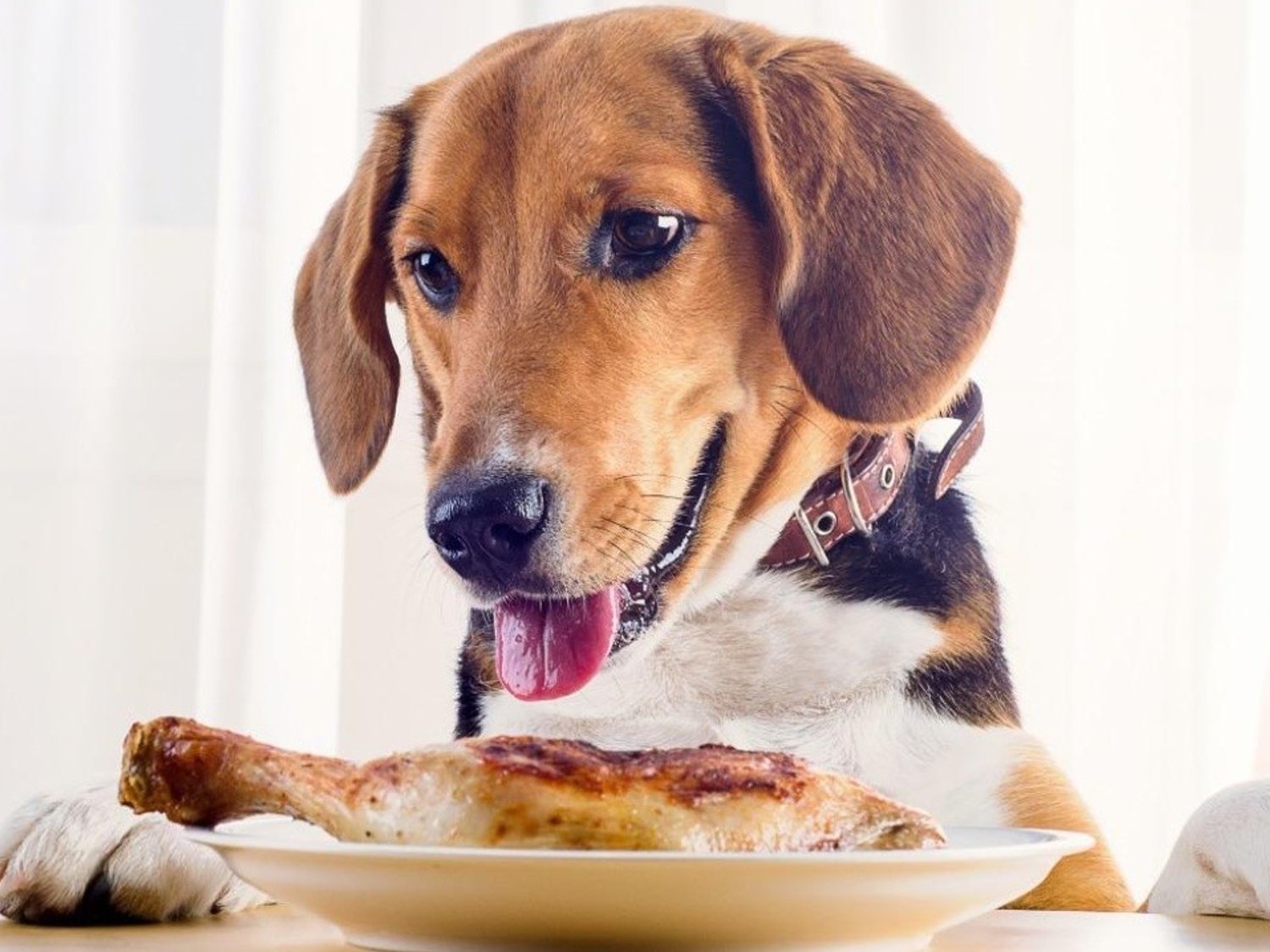 Lista de alimentos para humanos que jamás debes darle de comer a tu perro