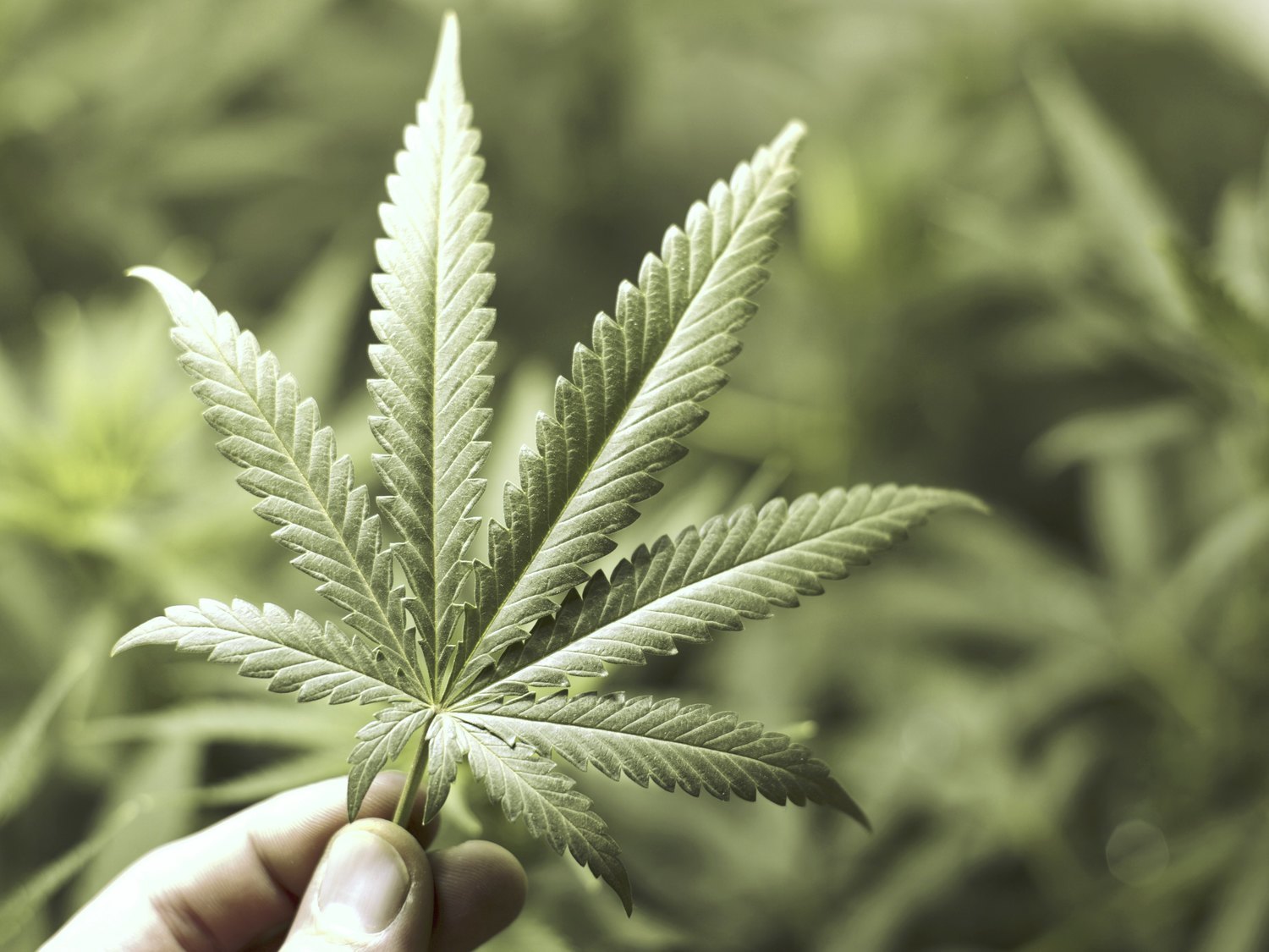 Marruecos legalizará el cultivo, la exportación y la venta de marihuana con THC